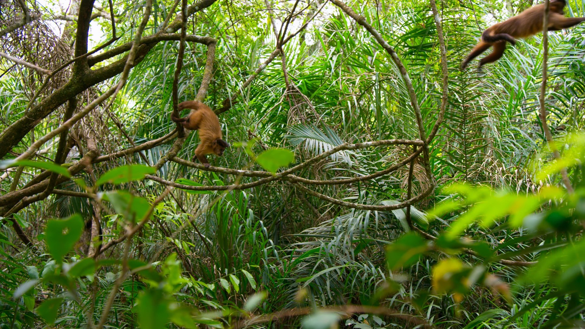 Azaras's capuchin (Sapajus cay) as shown in Seven Worlds, One Planet - South America